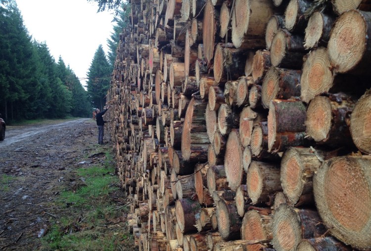 Billons résineux, stères, épicéa