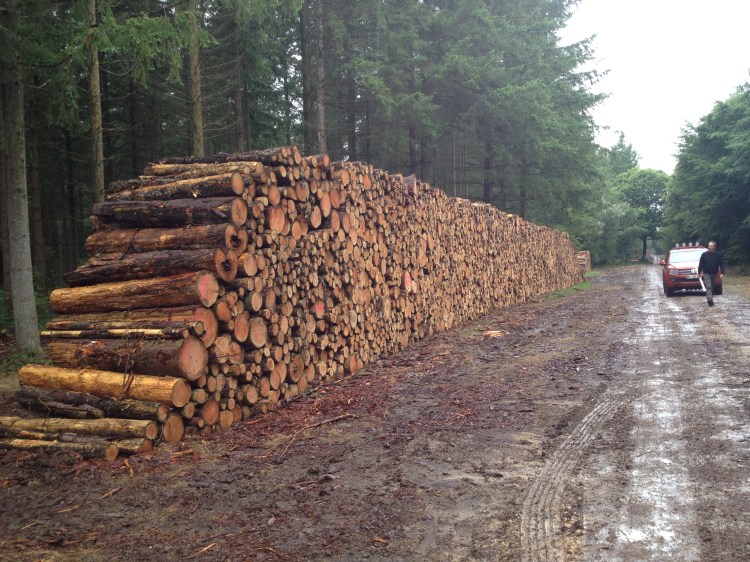 Billons résineux, stères, épicéa